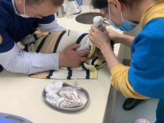 -奈斯宠物医院·核磁CT·异宠专科·内镜(中南店)
