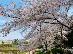 -嘉定紫藤园