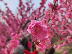 -无锡梅园公园
