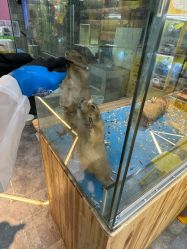 -神奇动物撸宠馆·羊驼·小浣熊·异宠(豫园店)