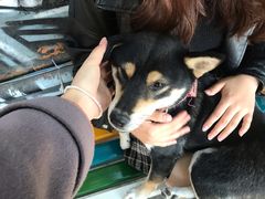 -柴犬高等学院·狗咖·柴犬售卖·宠物训练