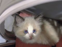-中农国际动物医院24小时·猫科·骨科·急重症中心