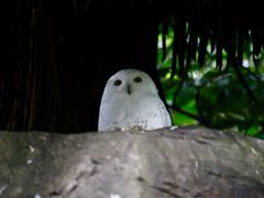 -广州长隆野生动物世界