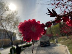 -大鸭梨烤鸭(枣园店)