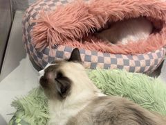 -琪喵猫屋·撸猫猫咖·猫舍