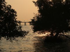 -宝安西湾红树林湿地公园