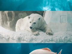-珠海长隆海洋王国