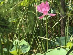 -昆山城市生态森林公园