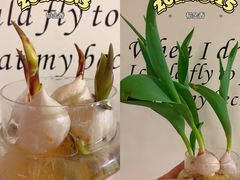 -本溪路花鸟市场(江浦路1709弄小区店)