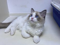 -关爱宠物医院·猫科中心·消化科(滨湖万达分院)