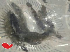 -蚝专家