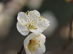 -杭州植物园