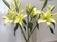-柏乐口腔医院·舒适化无痛种植牙中心(东盟商务区院)