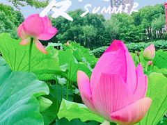 -陈家山荷花公园