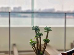 -白天鹅宾馆·月兔吧