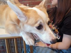 -暗黑魔法·玄灵未妖阁·塔罗·占星·心理咨询