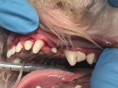 -拜鲁耶动物诊疗中心·宠家动物医院