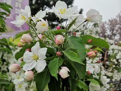 -海棠花溪(元大都城垣遗址公园)