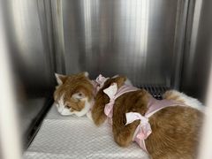 -宠福鑫康馨动物医院·骨科·眼科