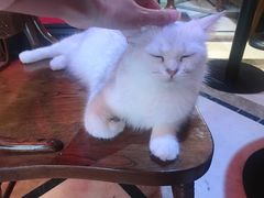 -猫色咖啡·猫咖
