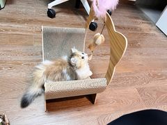 -momokira米努特·德文卷毛猫·棉花面纱犬
