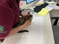 -瑞派雷欧宠物医院·中兽医·眼科·急重症转诊中心(黄台店)