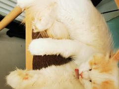 -平行世界·猫咖(首经贸店)