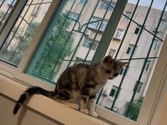 -糯米喵星人总部直营旗舰店·猫舍·幼猫出售