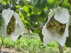 -马陆小张葡萄园农家乐