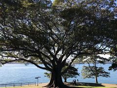 -麦考利夫人座椅