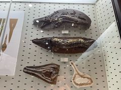 -浙江自然博物院(杭州馆)