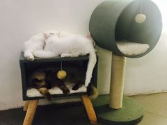 -有猫主题·治愈系猫咖(曾厝垵店)