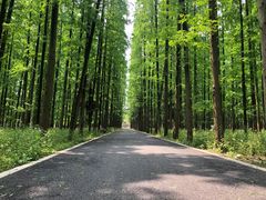 -东平国家森林公园