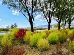 -野鸭湖国家湿地公园