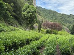 -雁荡山大龙湫景区