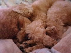 -爱侣宠医·鹦鹉专科·小型哺乳类·异宠专科(灵石路店)