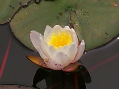 -苏州金鸡湖大酒店