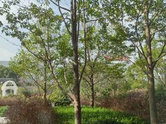 -上海浦东康桥绿地假日酒店