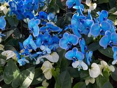 -北京植物园-展览温室