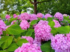 -上海滨江森林公园