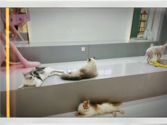 -糯米喵星人·撸猫猫舍咖啡馆(西市场嘉华店)