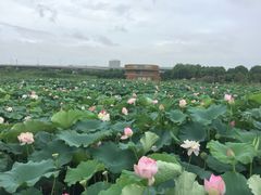 -荷塘月色湿地公园·向阳花洲