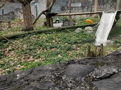 -都江堰中华大熊猫苑