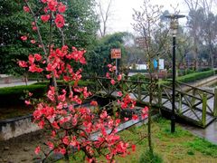 -三圣花乡旅游区