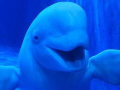 -多彩贵州城极地海洋世界