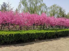 -大兴滨河森林公园