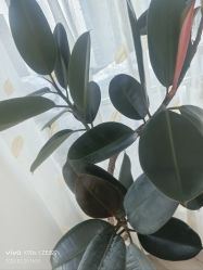 -HEYAN荷妍专业脱毛连锁机构