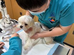 -pd派德宠物中心医院24H急重症·眼科中心·血液透析中心(嵩山北路店)