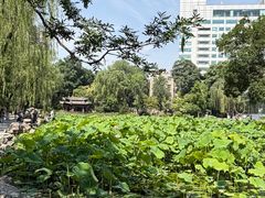-莲湖公园