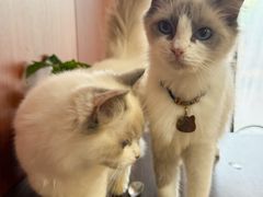 -楼上猫咖(罗湖店)
